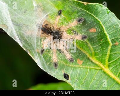 Tarantula giovanile (famiglia Theraphosidae) nel suo nido su una foglia nella foresta pluviale sottostante, Yasuni National Park, Ecuador, novembre 2018. Foto Stock