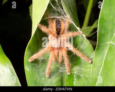 Tarantula giovanile (famiglia Theraphosidae) nel suo nido in una foglia ripiegata nella foresta pluviale sottostante, Yasuni National Park, Ecuador, marzo 2019. Foto Stock