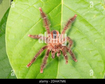 Tarantula (famiglia Theraphosidae) su una foglia nella foresta pluviale sottostante, Yasuni National Park, Ecuador, marzo 2019. Foto Stock