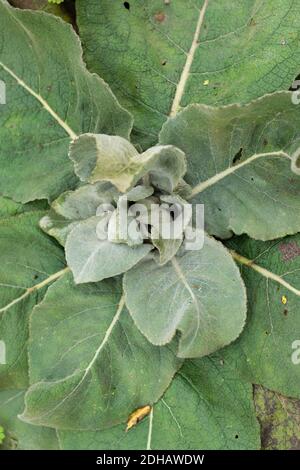 Foglie verdi con ricci piante in natura. Stagione nuova vita. Primo piano Foto Stock