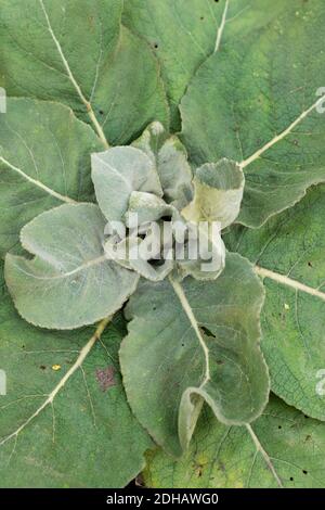 Foglie verdi con ricci piante in natura. Stagione nuova vita. Primo piano Foto Stock