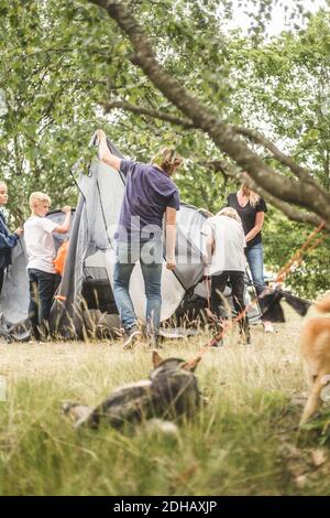 Tenda pitching famiglia al campeggio con cani in primo piano Foto Stock