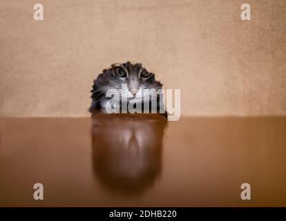 ritratto di un simpatico cacciatore tabby gatto che sbirciando attraverso un buco nel muro in cerca di preda del mouse Foto Stock