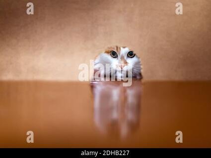 un ritratto peloso di un gatto carino cacciatore che sbirciava attraverso un buco nel muro in cerca di preda del mouse Foto Stock