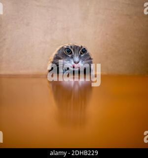 ritratto quadrato di un carino cacciatore a strisce gatto che spavolta attraverso un buco nel muro in cerca di preda del mouse Foto Stock