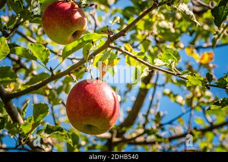 Mele rosse che crescono in autunno su un ramo con foglie verdi. Foto Stock