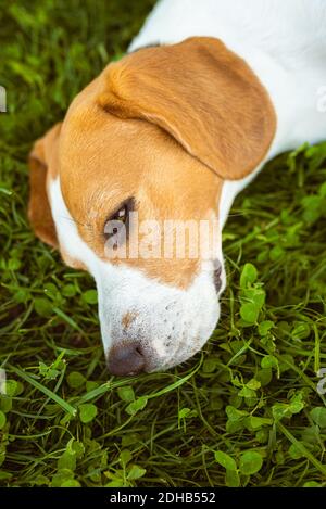 Beagle cane sdraiato all'ombra su erba che si nasconde dal sole estivo. Foto Stock