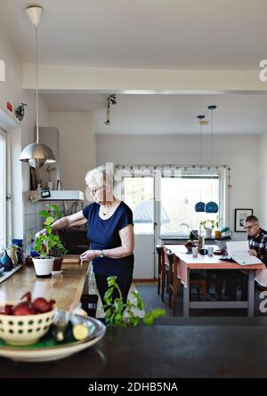 Donna anziana ritirata che annaffiava piante in vaso sul contatore della cucina a. casa Foto Stock