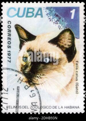 San Pietroburgo, Russia - 05 dicembre 2020: Stampato a Cuba con l'immagine del gatto domestico, Felis silvestris catus, circa 1977 Foto Stock