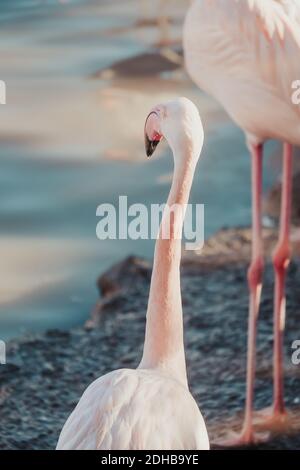 Un primo piano verticale di un bellissimo fenicottero Foto Stock