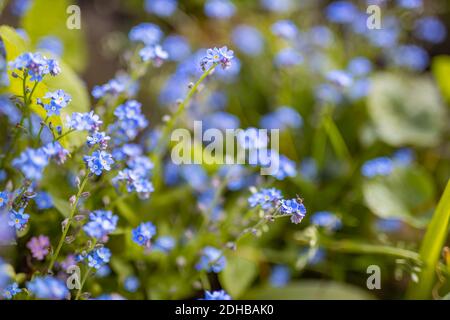 Giardino primaverile, fiori primaverili. Non dimenticate i fiori. Colori rilassanti e giardino naturale. Sfondo floreale sfocato, fiori e spazio copia Foto Stock