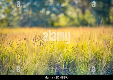 Nature backdrop. Beautiful meadow with wild flowers over sunset landscape. Beauty nature field background with sun flare, blur bokeh colorful grass Foto Stock