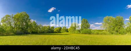 Bella mattina verde erba campo e alberi sotto il cielo blu. Paesaggio idilliaco del parco, estate primavera fresca vista della natura Foto Stock