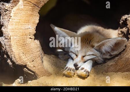 Carino animale ritratto della fauna selvatica. Fennec volpe o deserto volpe dormire. Fennec volpe o deserto volpe, carino piccola volpe dormire arricciata nella palla sulla sabbia Foto Stock