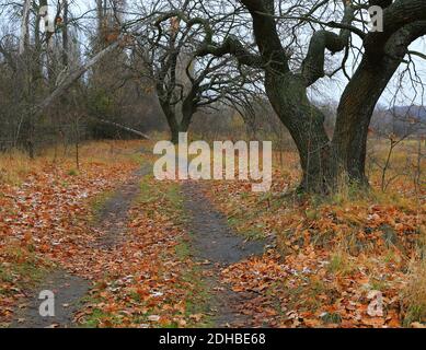 rut strada in autunno foresta lungo grandi querce antiche Foto Stock