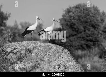 Una scala di grigi di cicogne che si scatenano sulla grande roccia Foto Stock