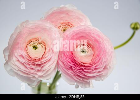 Coppa persiana. Mazzo rosa pallido ranunculus fiori sfondo chiaro. Sfondo, Copia spazio Foto Stock