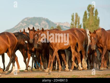 cavalli arabi Foto Stock