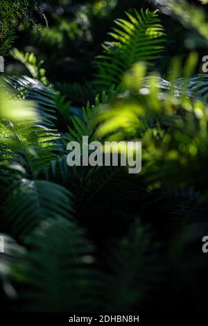 Macro di petali di felce verdi. Verde pianta felce fiorito. Fern sullo sfondo di verde natura texture Foto Stock