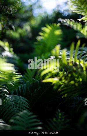 Macro di petali di felce verdi. Verde pianta felce fiorito. Fern sullo sfondo di verde natura texture Foto Stock