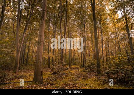 Incredibile panorama di una splendida foresta in autunno, un paesaggio panoramico con un sole caldo piacevole, luce soffusa del mattino. Rilassante foresta naturale tranquilla Foto Stock