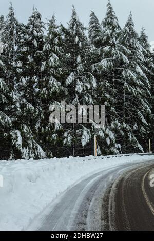 Una pineta accanto alla strada innevata. Foto Stock