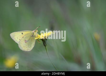 Farfalla di zolfo orlato rosa su fiore giallo con verde tenue sfondo Foto Stock