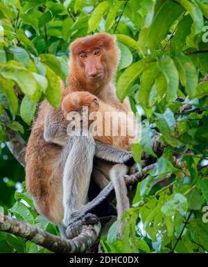 Proboscis Monkey madre con il bambino in un albero nel Foresta pluviale nel Borneo Foto Stock