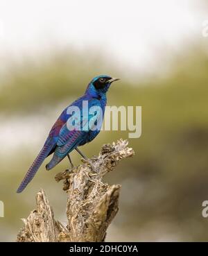 Lo Starling di Burchell si è arroccato su un tronco di alberi Foto Stock