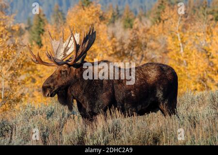 Bull Moose a Grand Teton. Nelle vicinanze c'erano due gemelli e un compagno. Foto Stock