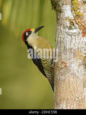 Picchio nero-cheeked arroccato su albero con sfondo verde Foto Stock