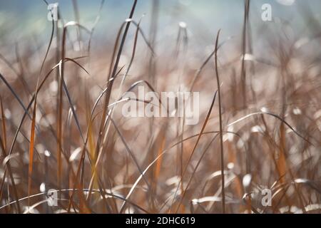 Canne d'arancia che soffiano nel vento. Foto Stock