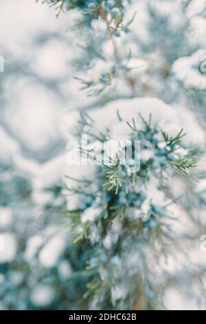 Rami di pino e bacche nella neve. Bacche di ginepro blu. Il cespuglio di conifere è coperto di brina. Albero di Natale in inverno. Concetto di anno nuovo. Foto Stock
