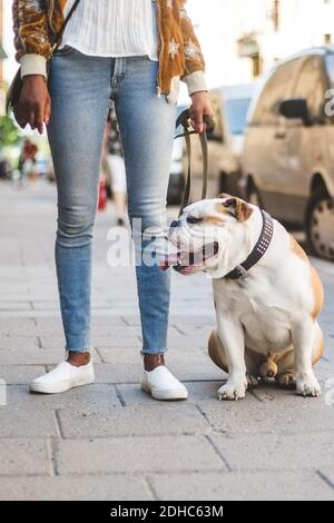 Sezione bassa di donna in jeans in piedi con bulldog inglese sul marciapiede in città Foto Stock