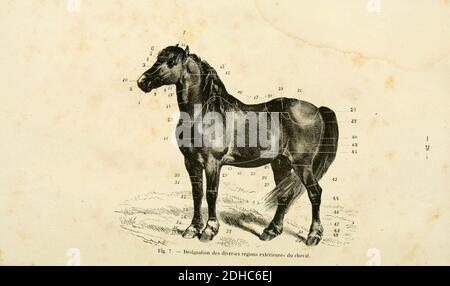 La connaissance générale du Cheval (pagina 28) (6425264411). Foto Stock