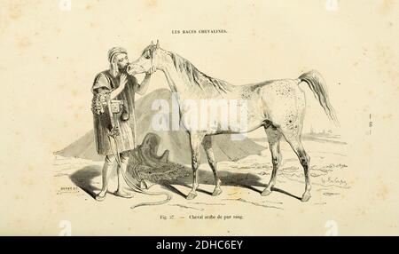 La connaissance générale du Cheval (pagina 66) (6425271887). Foto Stock