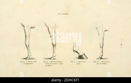 La connaissance générale du Cheval (pagina 60) (6425270137). Foto Stock