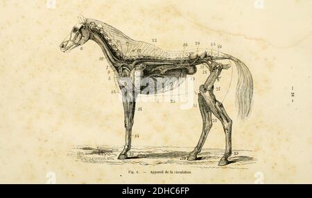 La connaissance générale du Cheval (pagina 24) (6425263851). Foto Stock