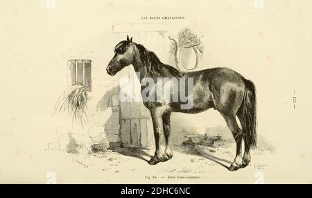 La connaissance générale du Cheval (pagina 122) (6425286063). Foto Stock