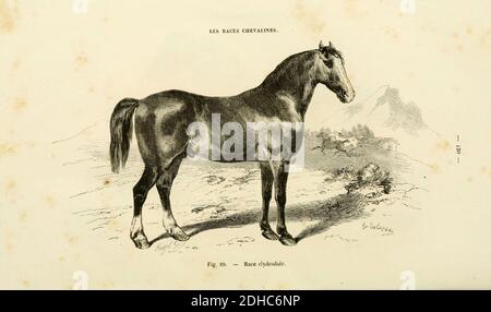 La connaissance générale du Cheval (pagina 130) (6425288047). Foto Stock