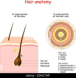 Struttura follicolare e anatomia dei capelli. Sezione trasversale della pelle umana e primo piano della radice dei capelli. Illustrazione Vettoriale