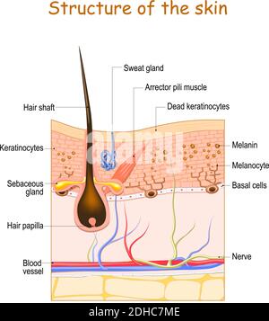 Strati della pelle con follicolo dei capelli, ghiandola del sudore e ghiandola sebacea. Struttura cellulare della pelle umana. Illustrazione vettoriale Illustrazione Vettoriale