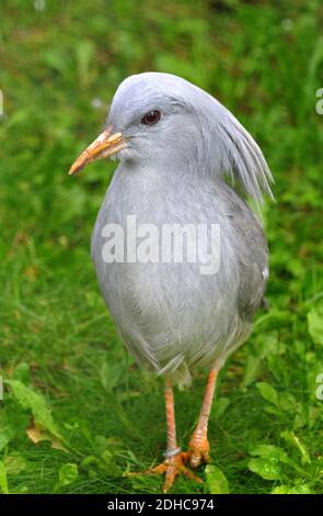 Kagu o cagou, Rhynochetos jubatus, Endangered Foto Stock