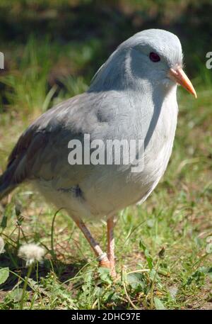 Kagu o cagou, Rhynochetos jubatus, Endangered Foto Stock