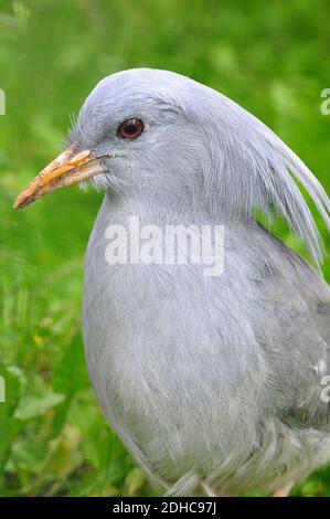 Kagu o cagou, Rhynochetos jubatus, Endangered Foto Stock