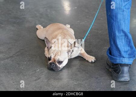 Piccolo bulldog francese al guinzaglio sdraiato su pavimento in pietra, gambe sparse, stanco e divertente, proprietario in piedi accanto, solo la sua gamba visibile Foto Stock