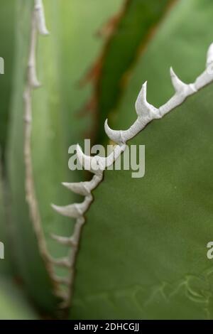 Agave Titanota in primo piano, mostrando modelli e trame in natura Foto Stock