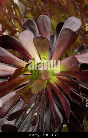 Aeonium Zwartkop, che mostra colore, motivi e texture Foto Stock