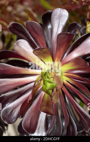 Aeonium Zwartkop, che mostra colore, motivi e texture Foto Stock