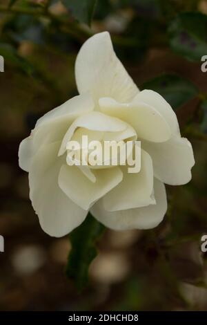 Rosa – tappeto di fiori Bianco, ritratto naturale delle piante Foto Stock